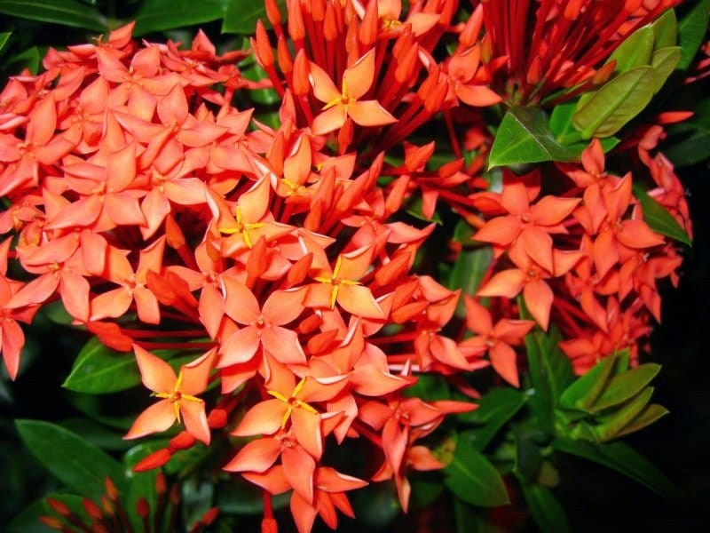 Amazon.com: Super King Tropical Ixora Live Plant Flowering Shrub Large  Clusters of Brilliant Red Flowers Starter Size 4 Inch Pot Emerald Goddess  Gardens : Patio, Lawn  Garden