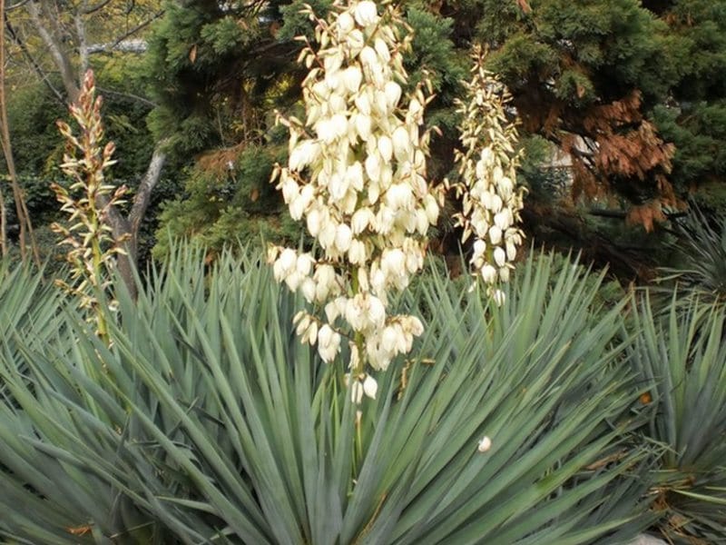 Amazon.com : United Nursery Dracaena Yucca Cane Yucca Elephantipes  Spineless Live Outdoor Indoor House Plant Ships in 9.25 Inch Grower Pot  28-36 inches Tall : Patio, Lawn  Garden