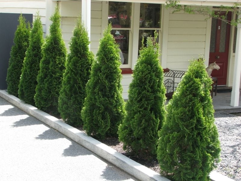 American Arborvitae Tree Seeds - TreeSeeds.com