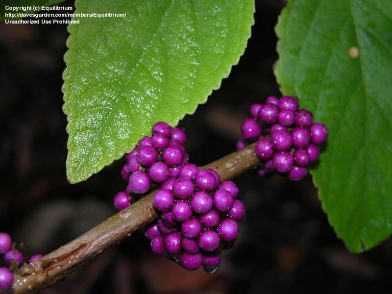 American Beauty Berry 100 Berries 400 Seeds Beautyberry - Etsy