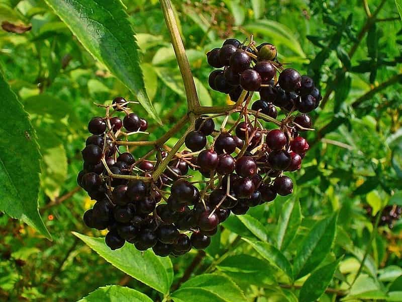 American Black Elderberry – Green Thumbs Garden