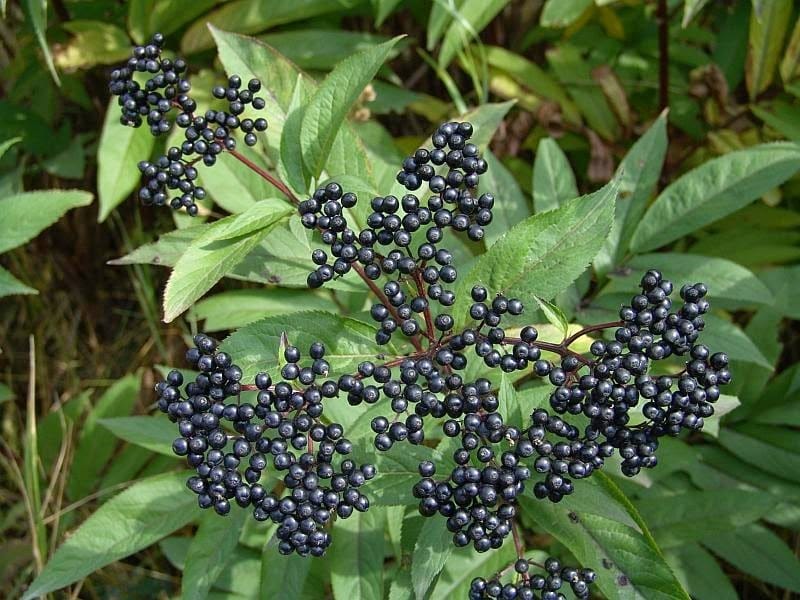 American Black Elderberry , Sambucus nigra ssp canadensis, blossom Stock  Photo - Alamy
