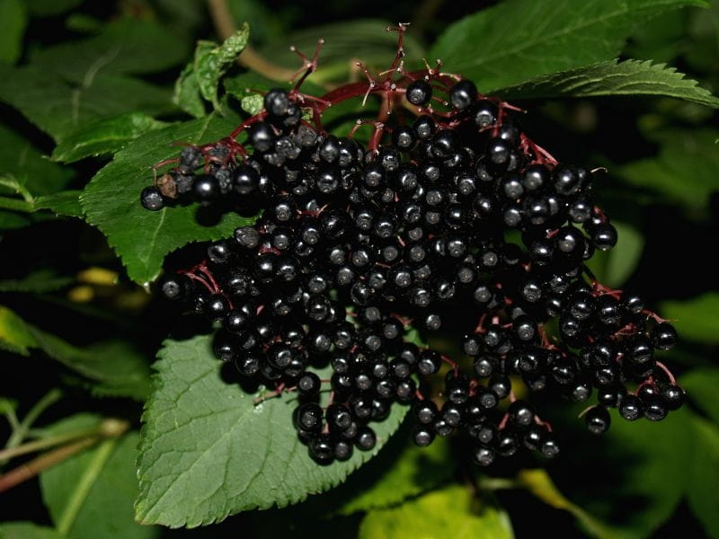 American Elderberry High Resolution Stock Photography and Images - Alamy