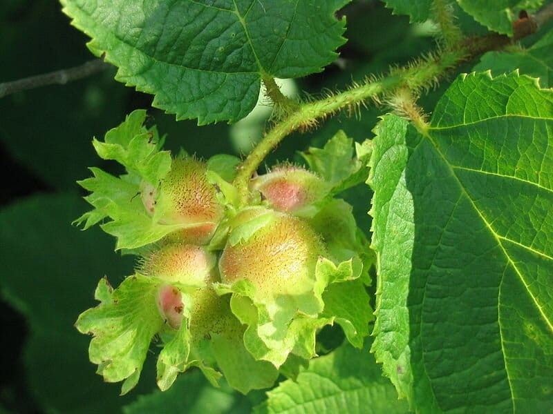 American Hazelnut - Corylus Americana - Deciduous Trees - Cold Stream Farm