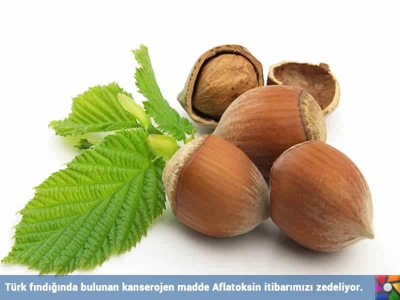 American Hazelnut Tree (2-Pack)