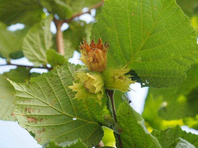 American Hazelnut Tree- Small Productive, Rounded Tree/Shrub with of C -  Pixies Gardens