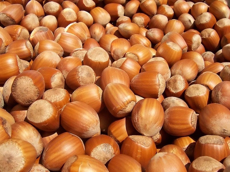 American Hazelnut: A Tasty Treat For Native Landscaping - - The Adirondack  Almanack