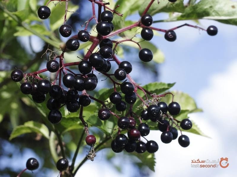 American black elderberry (Sambucus nigra canadensis) white flowers - Long  Key Natural Area, Davie, Florida, USA Stock Photo - Alamy