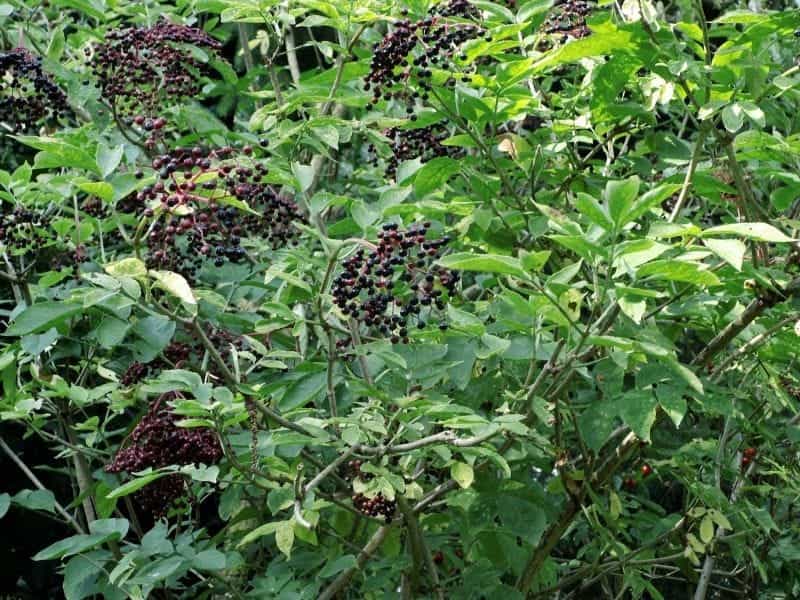 American black elderberry (Sambucus nigra ssp. canadensis)… - Flickr