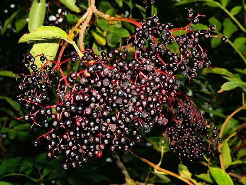 American black elderberry - growing, care, fruits for birds and for people!