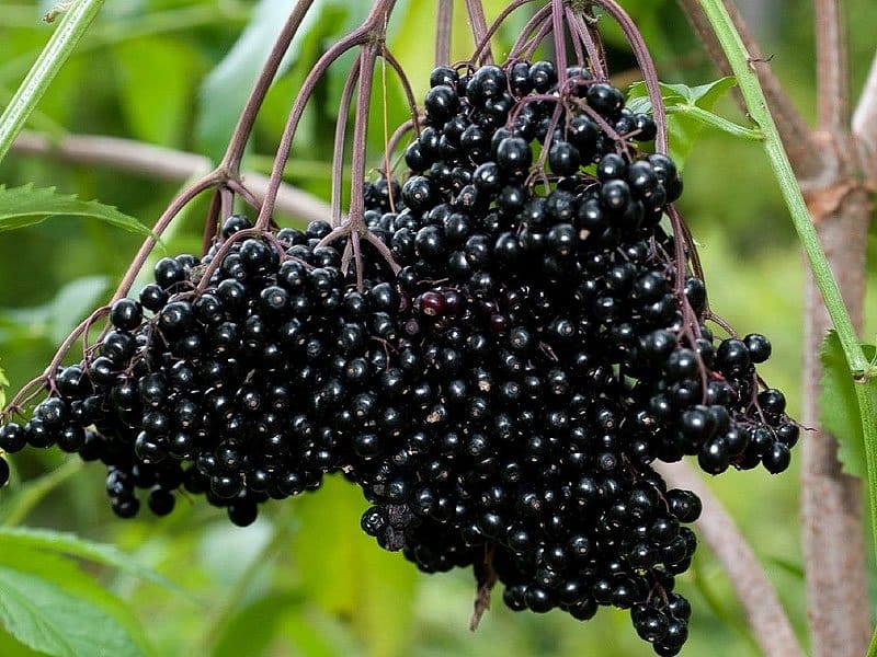 American black elderberry fruit (Sambucus canadensis) - Long Key Natural  Area, Davie, Florida, USA Stock Photo - Alamy