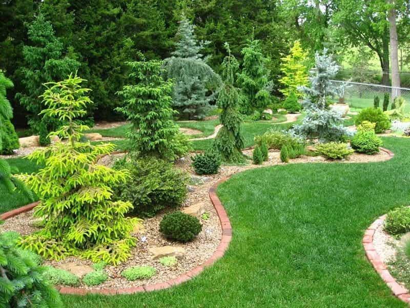 A mix of colorful conifers for small gardens - Conifers garden, Evergreen  garden, Small gardens