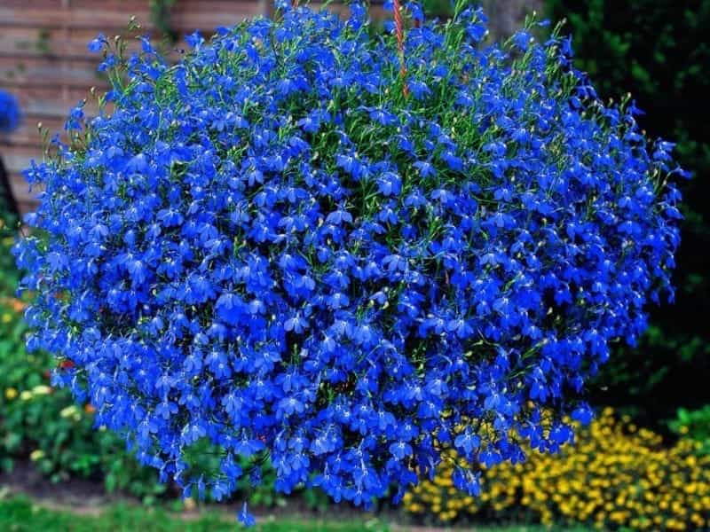 Amsonia Arkansas Blue Star