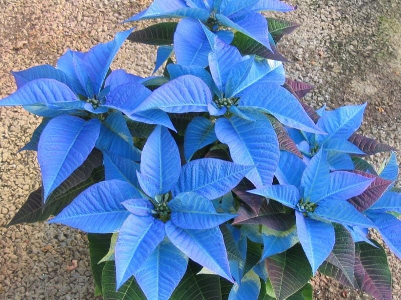 Amsonia tabernaemontanaEastern Bluestar Seed - DROPSEED