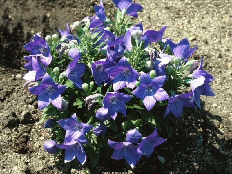 Amsonia x Blue Ice Blue Star, Blue Ice, #1 - Behmerwald Nursery