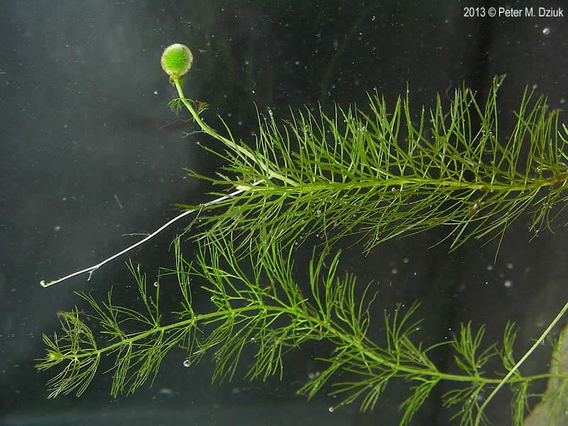 And The Winner Is: The Humped Bladderwort : The Picture Show : NPR