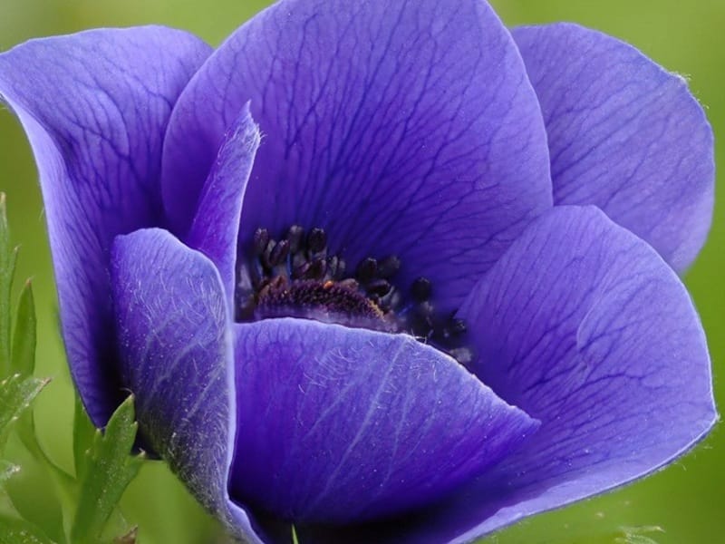 Anemone Flower Meaning and Symbolism - Petal Republic