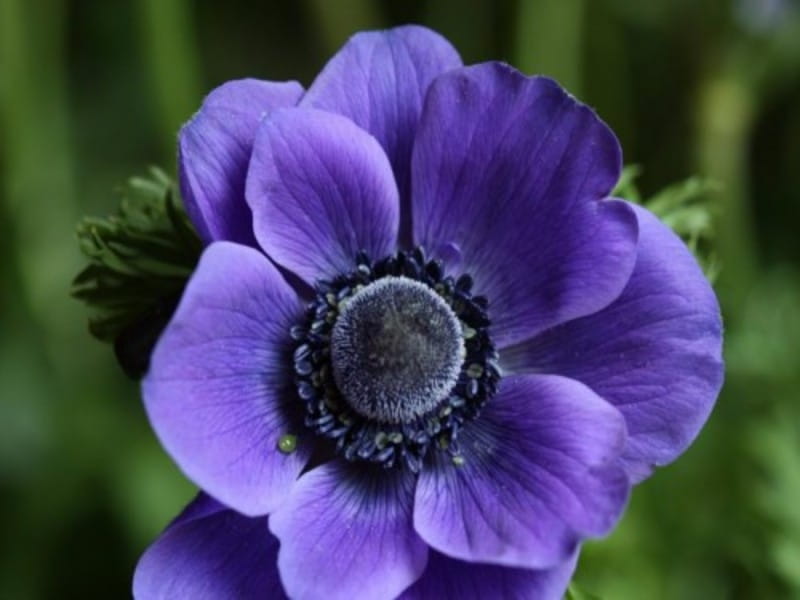 Anemone Flowers: Tips For Anemone Plant Care