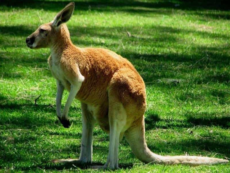 Anigozanthos 'Bush Elegance' – Kangaroo Paw - Gardening With Angus