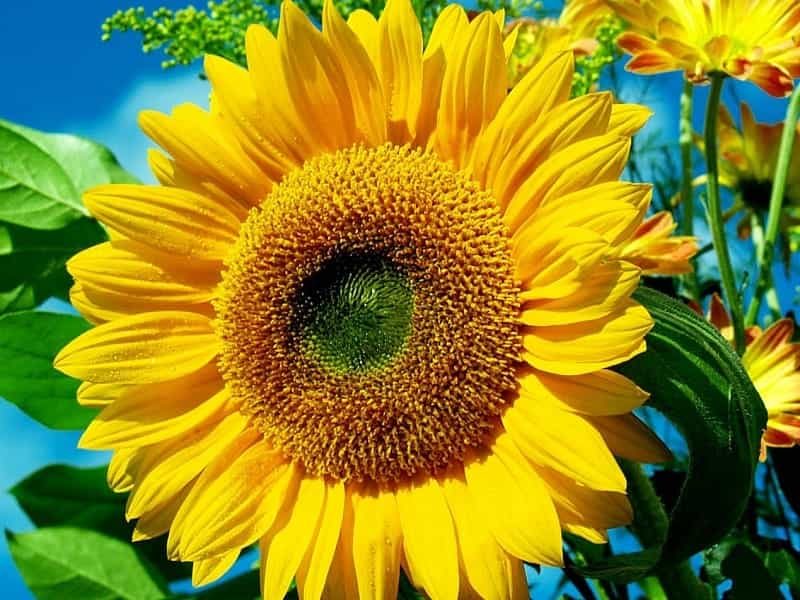 Annual And Perennial Sunflowers