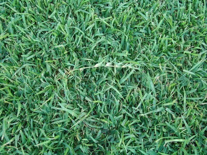 Annual Rye Grass Seed, 50 lb. Bag - Silt Management Supplies, LLC.