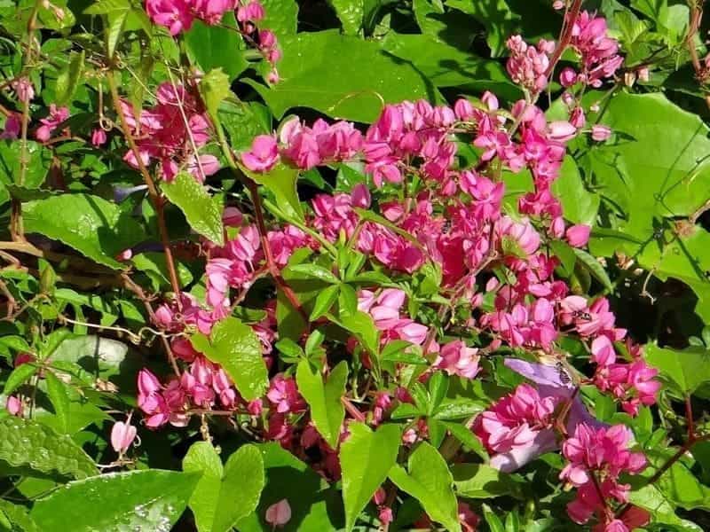 Antigonon Leptopus “Coral Vine” – Aloha Tropicals