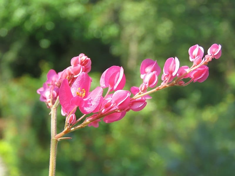 Antigonon Leptopus Or Coral Vine In The Garden Stock Photo, Picture And  Royalty Free Image. Image 84050199.