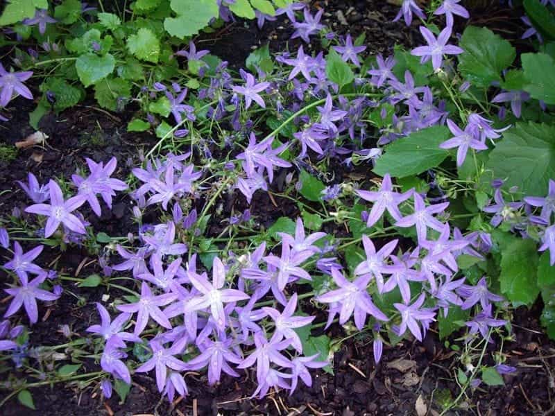 Aquilegia 'Blue Star' – Herbidacious