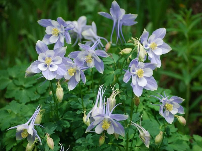 Aquilegia Blue Star - J Parker Dutch Bulbs