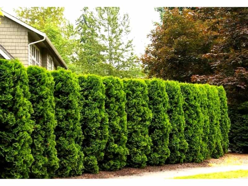 Arborvitae - Petitti Garden Centers