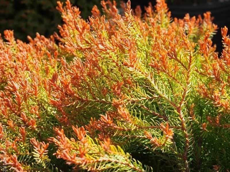 Arborvitae Assorted 1g to 7ft - Urban Garden Center