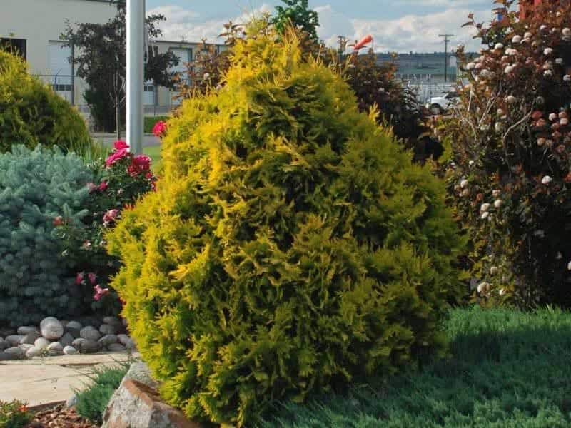 Arborvitae Shrubs And Trees – Common Varieties Of Arborvitae To Grow