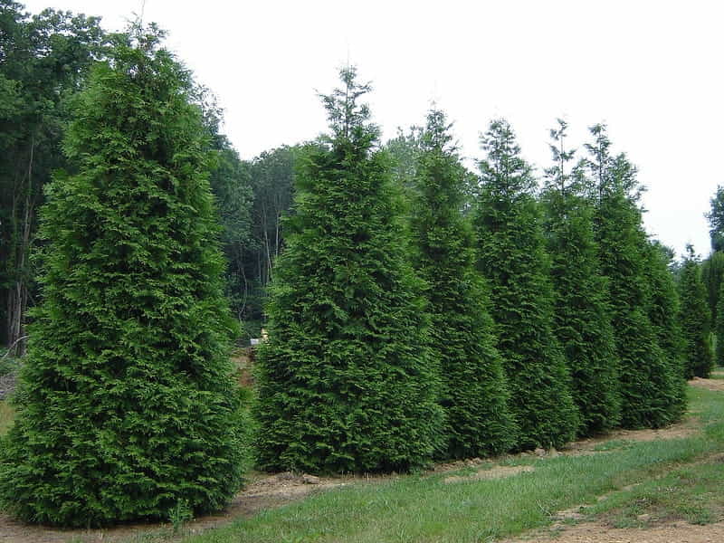 Arborvitae, Nigra Dark Green - Birchfield Nurseries