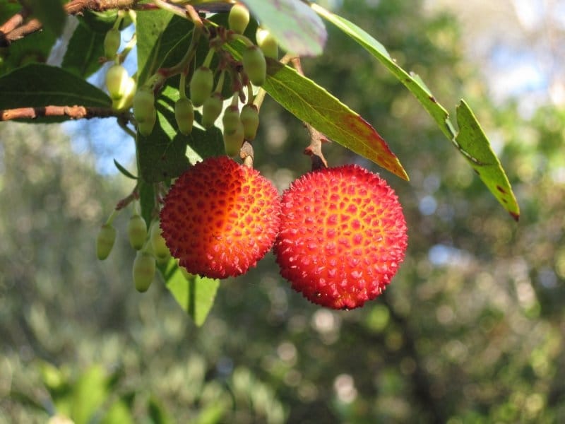 Arbutus Unedo or Strawberry Tree for Background Stock Photo - Image of  nature, flowers: 169675354