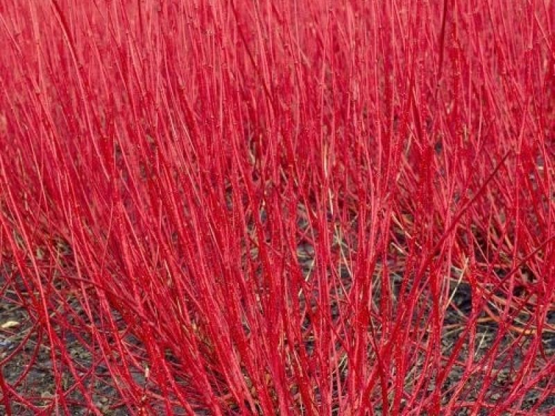 Arctic Fire® Red - Red-Osier Dogwood - Cornus stolonifera - Proven Winners