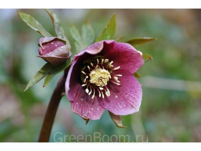 Are Hellebores Toxic to Animals or People? - Gardener's Path