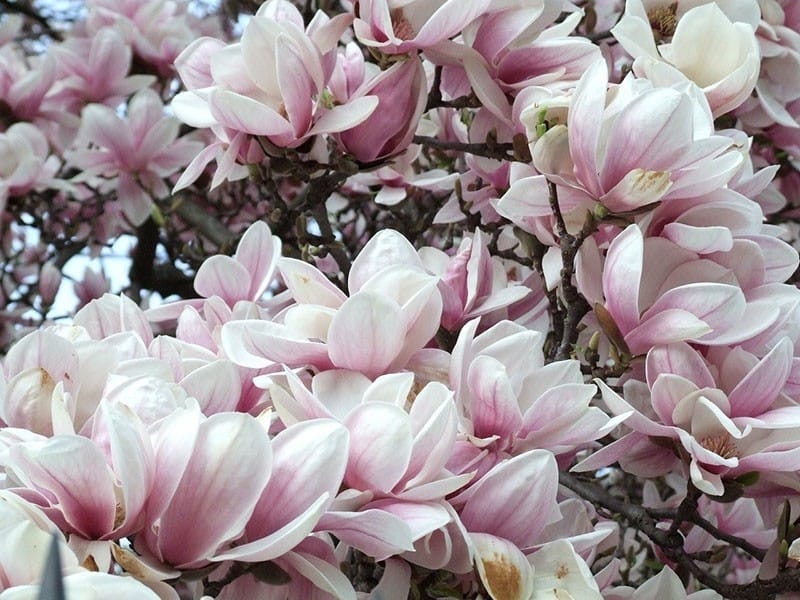 Are There any Dwarf Magnolias I can Grow in a Pot? - Better Homes  Gardens