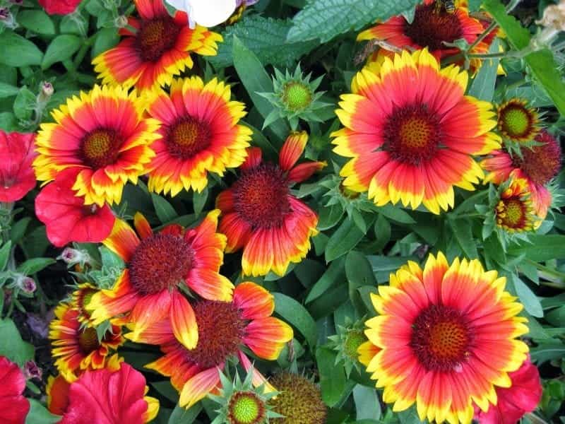 Arizona Sun Gaillardia Plants for Sale (Blanket Flower) - Free Shipping