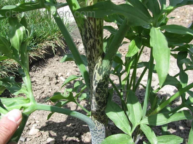 Artificial Calla Dragon Arum Plastic Foliage Plant with pot 60cm Decovego -  Ceres Webshop