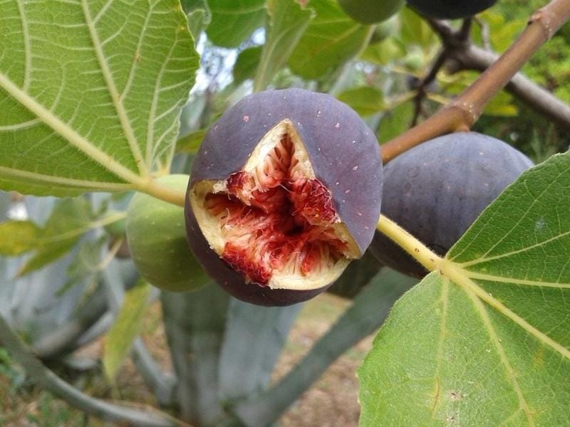 Artificial Common Fig Fruit 8cm Tall With Stalk