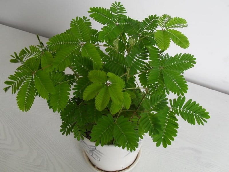 A sensitive compound leaf of Mimosa pudica - sensitive plant, shame plant  Stock Photo by ©MarySkovpen 213533828