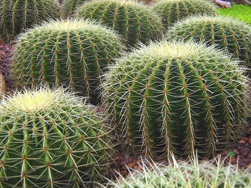 Ashiayandecors Cactus Plant for Indoor Decor : Amazon.in: Garden  Outdoors