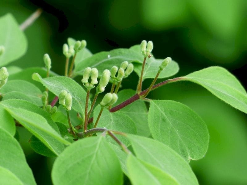 Asian Bush Honeysuckle - Reconnecting to Our Waterways