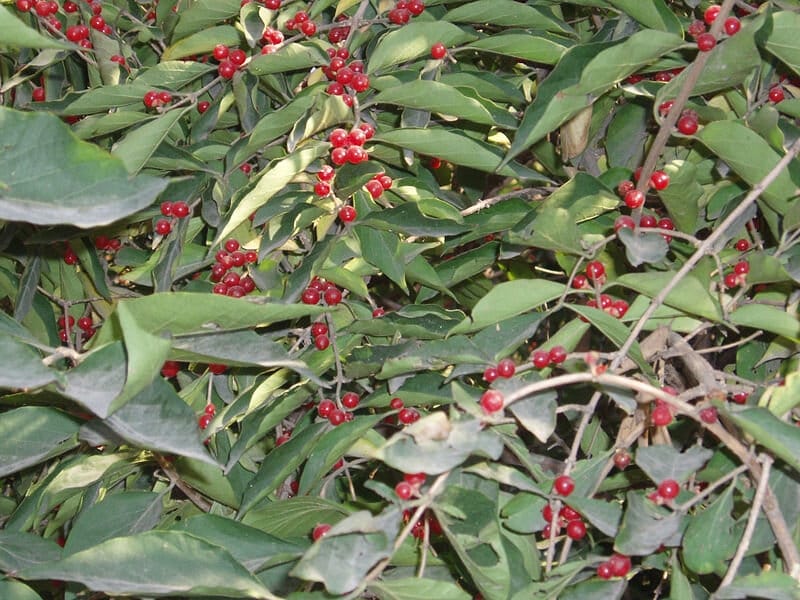 Asian Bush Honeysuckle