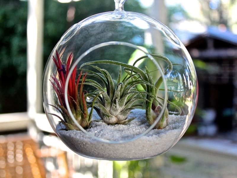Assorted Collection of Live Air Plants Randomly Picked - Air Plants Gift  Ideas - Succulents Box
