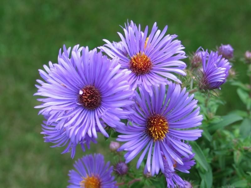 Aster - planting, care, pruning of aster, dividing and container growing