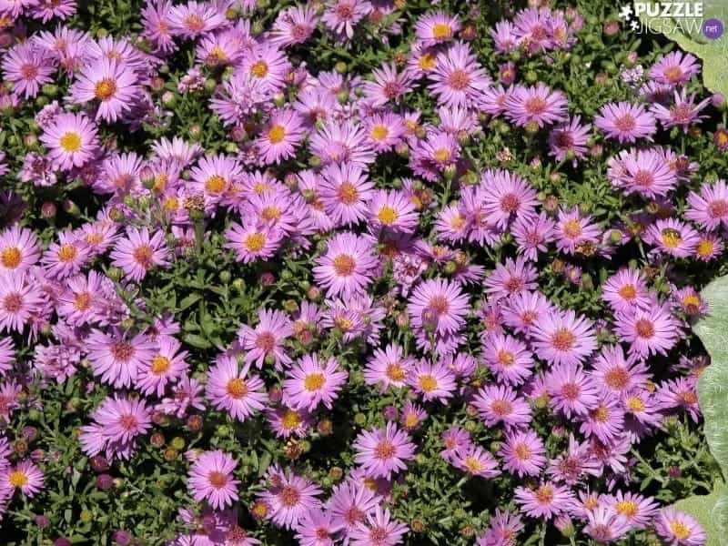 Aster Flowers. Pink and Purple Asters on a Background of Green Leaves Stock  Photo - Image of autumn, flower: 156788648