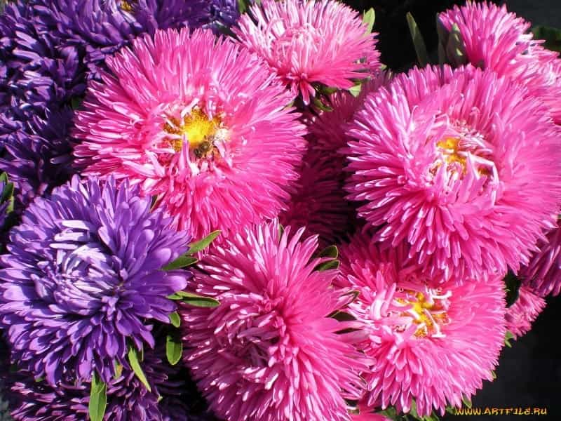 Aster Flowers: Tips On Caring For Asters