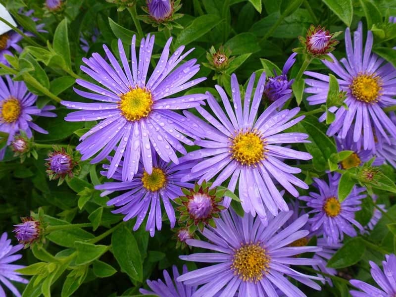 Aster Plant Care - How to Grow and Care for this Flower - Plantopedia