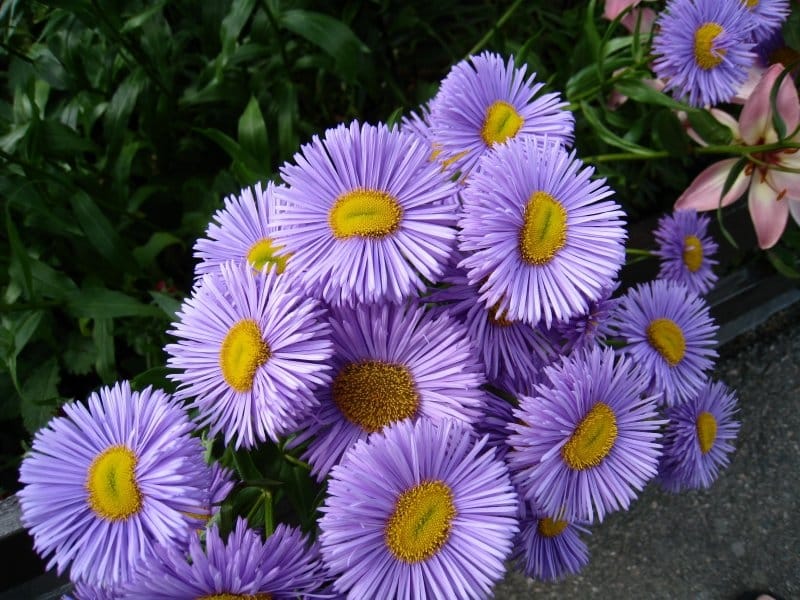 Aster Seeds, Early Charm – McKenzie Seeds